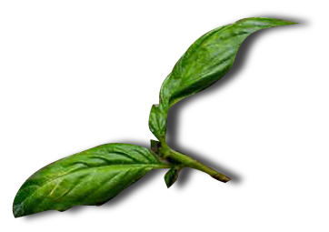 basi